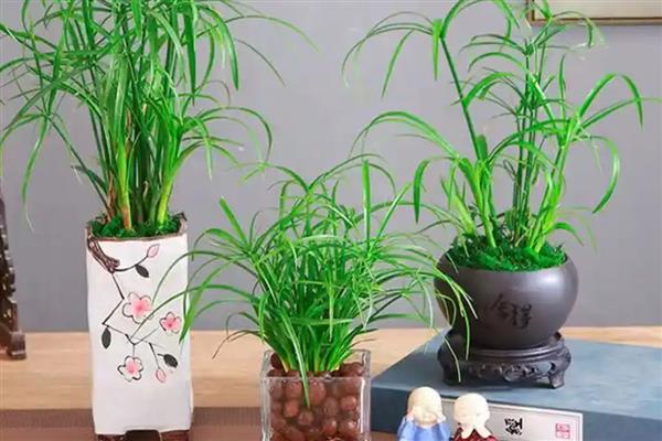 有什么植物可以浇白糖水，有君子兰、彩叶芋等