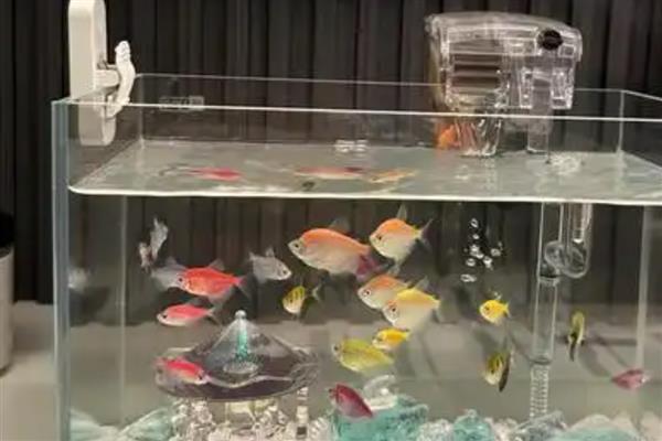 给金鱼换水的注意事项，需缓慢倒水避免水流冲击鱼体
