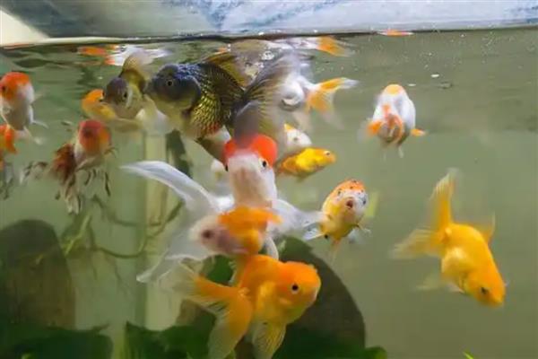给金鱼换水的注意事项，需缓慢倒水避免水流冲击鱼体