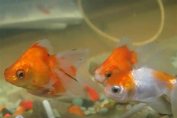 给金鱼换水的注意事项，需缓慢倒水避免水流冲击鱼体