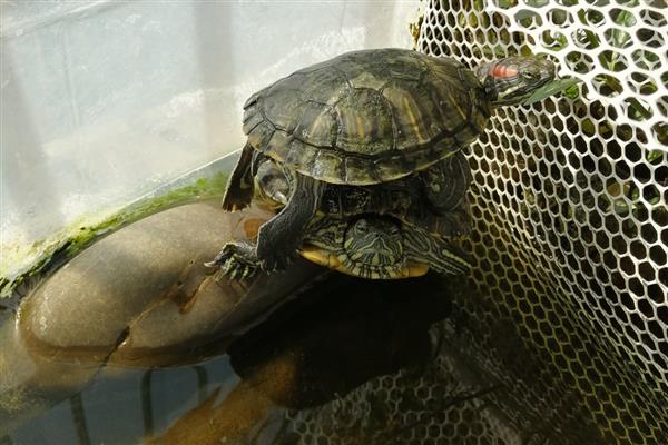 巴西红耳龟的下蛋时间，交配后会在5-8月份产蛋