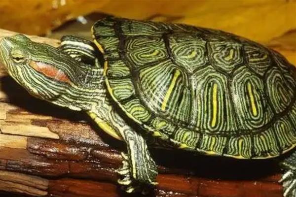 巴西红耳龟的下蛋时间，交配后会在5-8月份产蛋