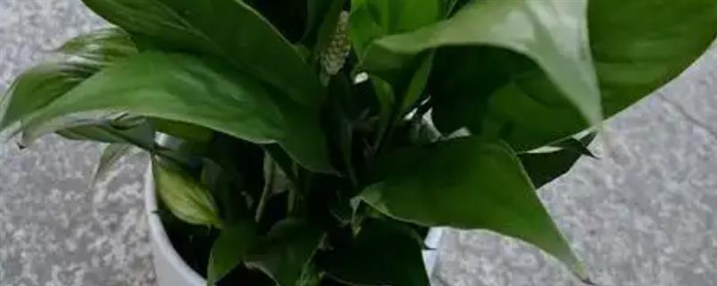 怎么养殖小白掌，提供全日照可让叶片保持翠绿