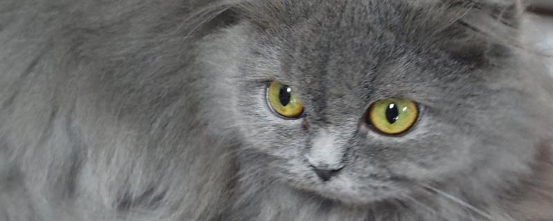 治疗猫癣何时才能不上药，长出新毛经过半个月左右便可停药