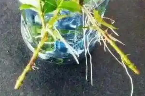 桑叶牡丹怎么水培，生根时每隔3天换一次水