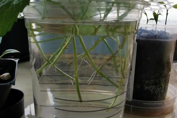 桑叶牡丹怎么水培，生根时每隔3天换一次水