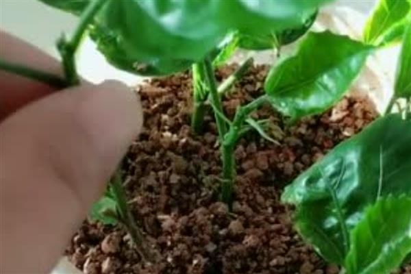 桑叶牡丹怎么水培，生根时每隔3天换一次水