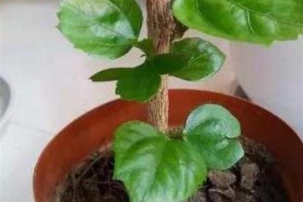 桑叶牡丹怎么水培，生根时每隔3天换一次水