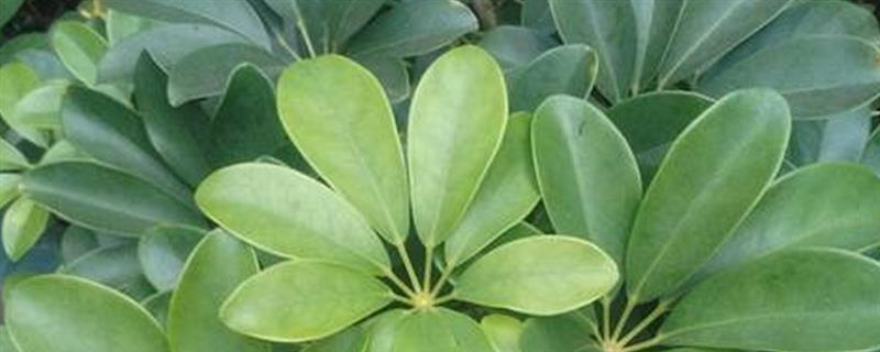 鹅掌木怎么养殖，生长期间每隔2-4天浇一次水