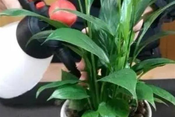 怎么养殖小白掌，提供全日照可让叶片保持翠绿