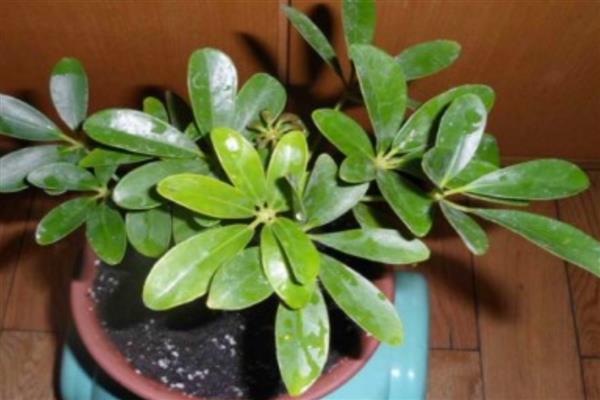 鹅掌木怎么养殖，生长期间每隔2-4天浇一次水