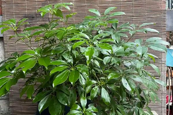 鹅掌木怎么养殖，生长期间每隔2-4天浇一次水