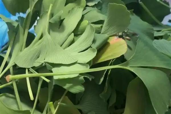 怎么制作植物标本，清理后放在草纸上并用夹板固定