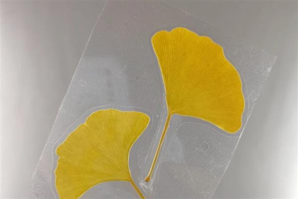 怎么制作植物标本，清理后放在草纸上并用夹板固定