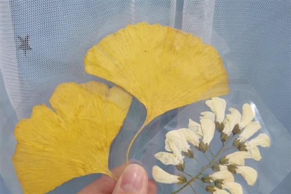 怎么制作植物标本，清理后放在草纸上并用夹板固定