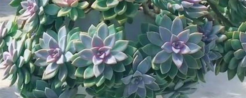 紫雾多肉是否容易度夏,生性喜光但要做好高温与强光的防护措施