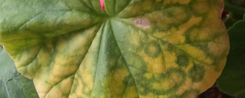 天竺葵叶子发黄的原因，可能是光照过强或浇水不当所致