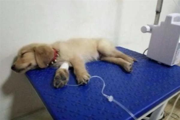犬细小病毒感染的简介,病犬、病愈后的带毒犬是主要传染源