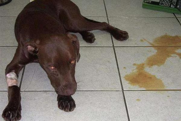 犬细小病毒感染的简介,病犬、病愈后的带毒犬是主要传染源