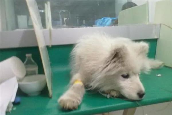 犬细小病毒感染的简介,病犬、病愈后的带毒犬是主要传染源