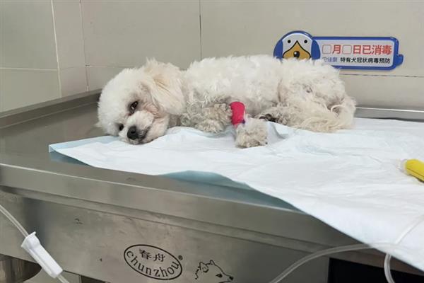 犬细小病毒感染的简介,病犬、病愈后的带毒犬是主要传染源