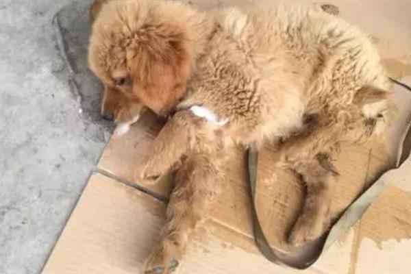 犬细小病毒感染的简介,病犬、病愈后的带毒犬是主要传染源