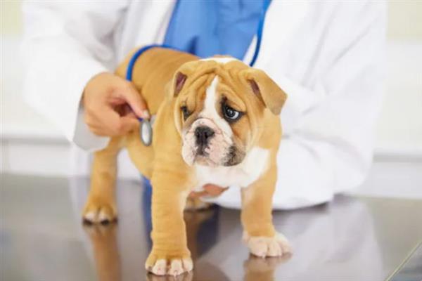 犬细小病毒感染的简介,病犬、病愈后的带毒犬是主要传染源