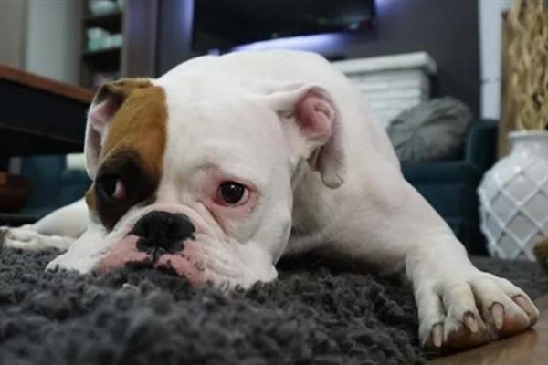 犬细小病毒感染的简介,病犬、病愈后的带毒犬是主要传染源