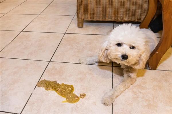 犬细小病毒感染的简介,病犬、病愈后的带毒犬是主要传染源