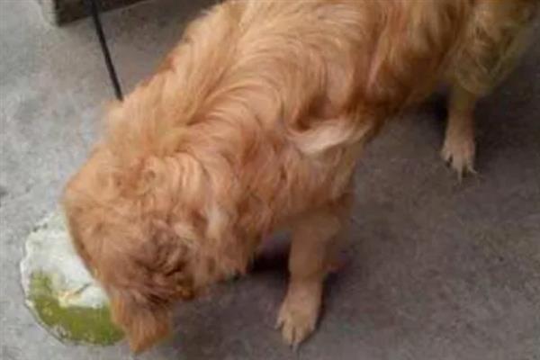 犬细小病毒感染的简介,病犬、病愈后的带毒犬是主要传染源