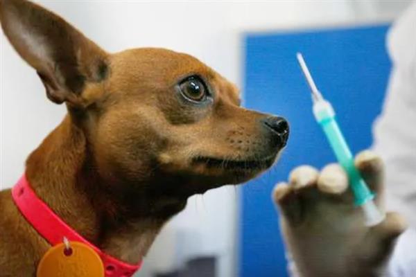 犬细小病毒感染的简介,病犬、病愈后的带毒犬是主要传染源