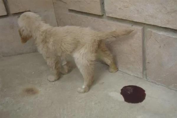 犬细小病毒感染的简介,病犬、病愈后的带毒犬是主要传染源