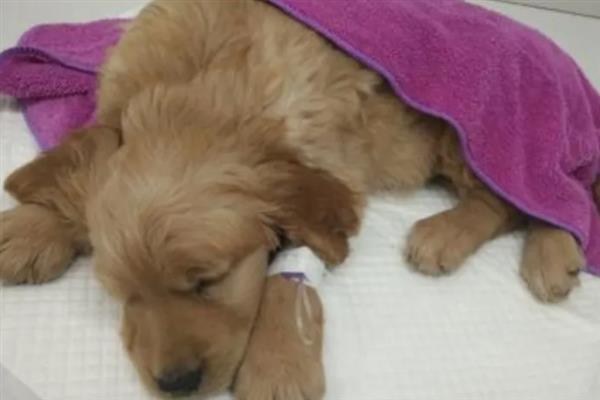 犬细小病毒感染的简介,病犬、病愈后的带毒犬是主要传染源