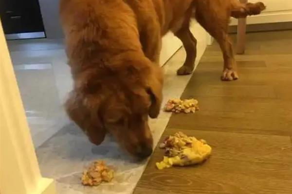 犬细小病毒感染的简介,病犬、病愈后的带毒犬是主要传染源