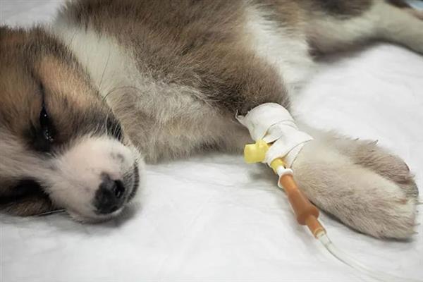 犬细小病毒感染的简介,病犬、病愈后的带毒犬是主要传染源