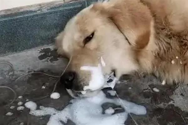 犬细小病毒感染的简介,病犬、病愈后的带毒犬是主要传染源