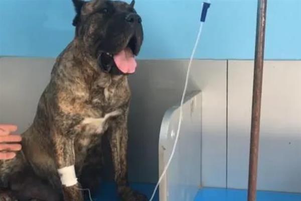 犬细小病毒感染的简介,病犬、病愈后的带毒犬是主要传染源