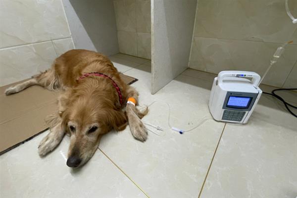 犬细小病毒感染的简介,病犬、病愈后的带毒犬是主要传染源