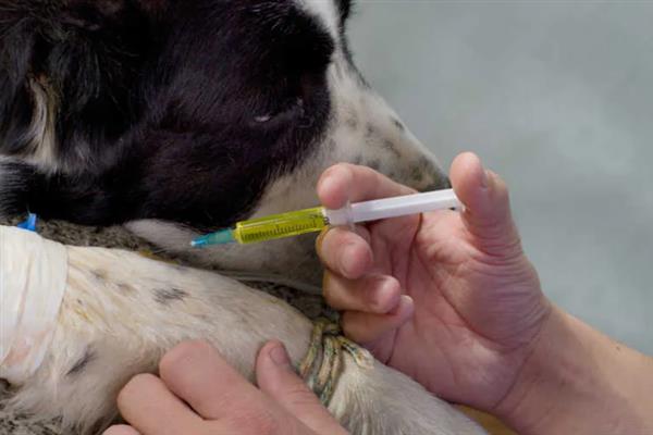 犬细小病毒感染的简介,病犬、病愈后的带毒犬是主要传染源