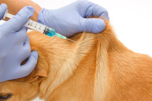 犬细小病毒感染的简介,病犬、病愈后的带毒犬是主要传染源