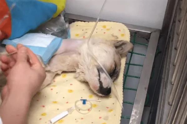 犬细小病毒感染的简介,病犬、病愈后的带毒犬是主要传染源