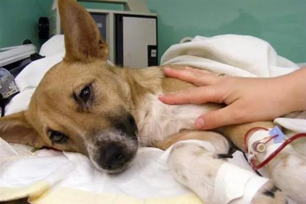 犬细小病毒感染的简介,病犬、病愈后的带毒犬是主要传染源
