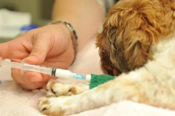 犬细小病毒感染的简介,病犬、病愈后的带毒犬是主要传染源