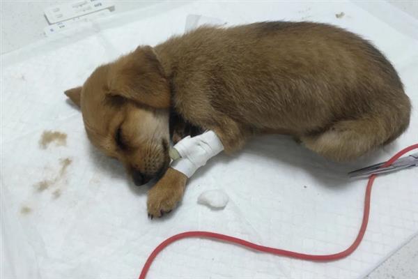犬细小病毒感染的简介,病犬、病愈后的带毒犬是主要传染源