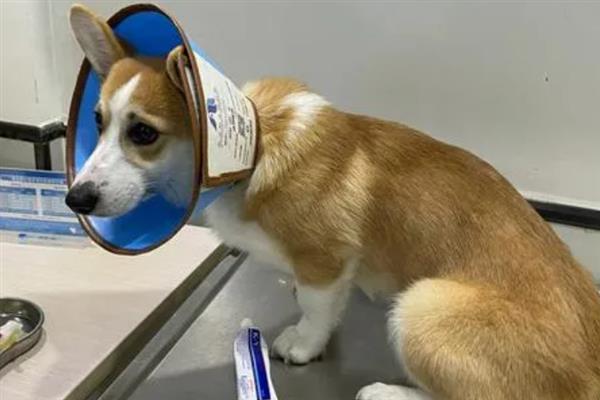 犬细小病毒感染的简介,病犬、病愈后的带毒犬是主要传染源