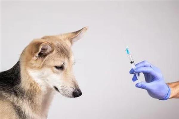 犬细小病毒感染的简介,病犬、病愈后的带毒犬是主要传染源