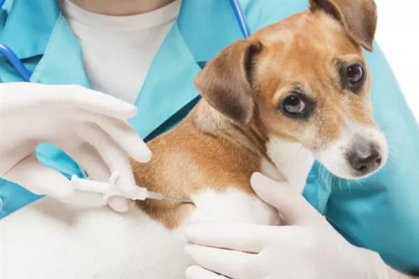 犬细小病毒感染的简介,病犬、病愈后的带毒犬是主要传染源
