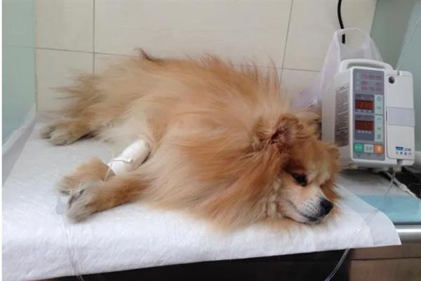 犬细小病毒感染的简介,病犬、病愈后的带毒犬是主要传染源