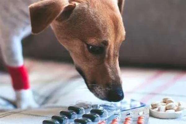 犬细小病毒感染的简介,病犬、病愈后的带毒犬是主要传染源