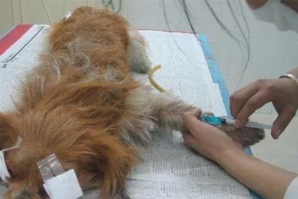 犬细小病毒感染的简介,病犬、病愈后的带毒犬是主要传染源